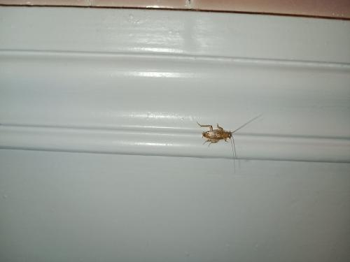 Ectobius sp.