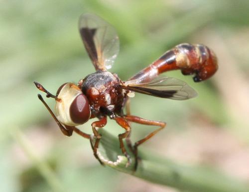 Réf. 327 731 : Physocephala pusilla