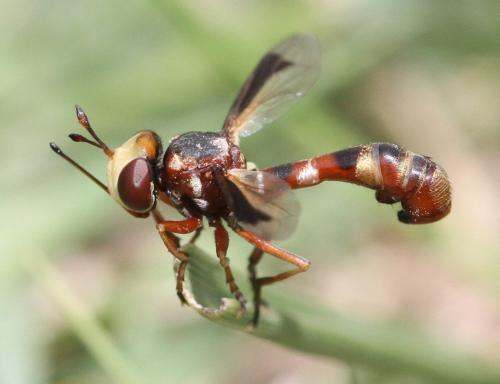 Réf. 327 732 : Physocephala pusilla