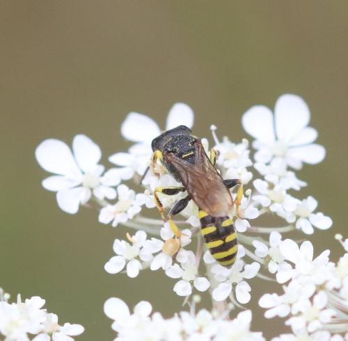 Réf. 327 392 : Ectemnius sp.