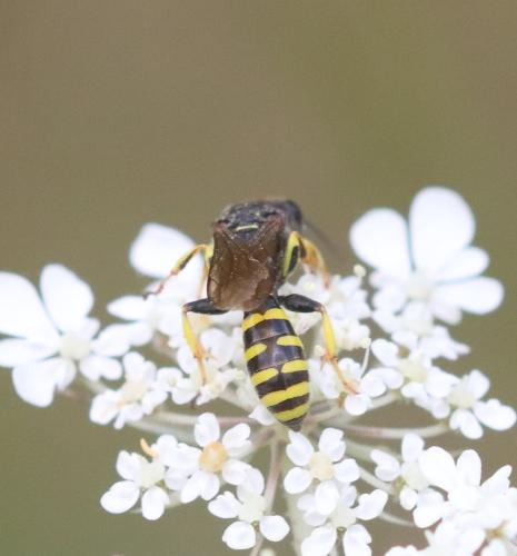Réf. 327 393 : Ectemnius sp.