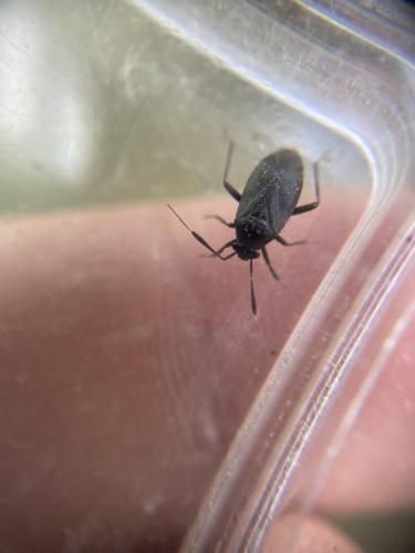 Réf. 327 723 : Capsus ater