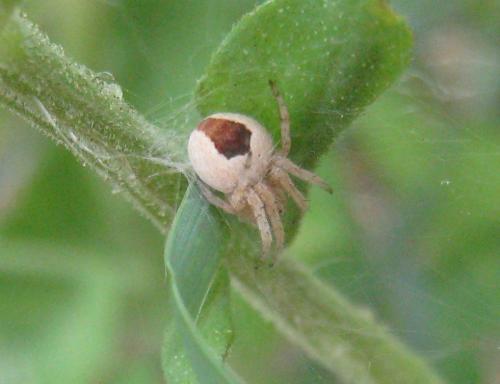 Réf. 327 192 : Agalenatea redii