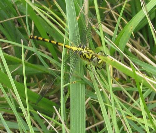 Onychogomphus forcipatus
