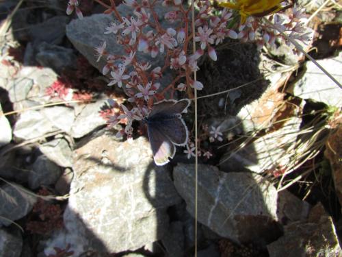 Plebejus argus