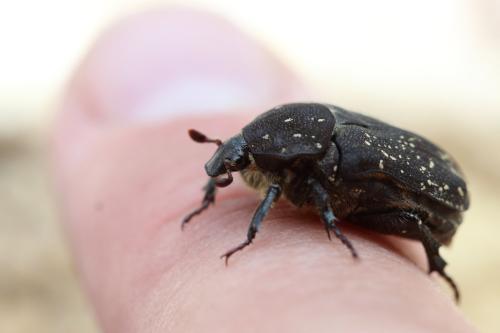 Netocia morio