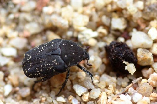 Réf. 327 426 : Netocia morio