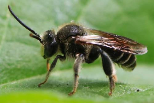 Réf. 327 151 : Macropis sp.