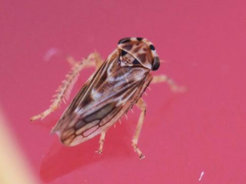 Agallia consobrina