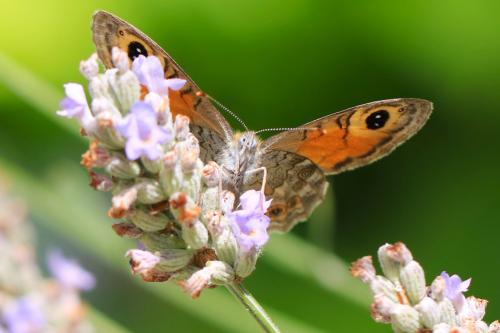 Lasiommata maera