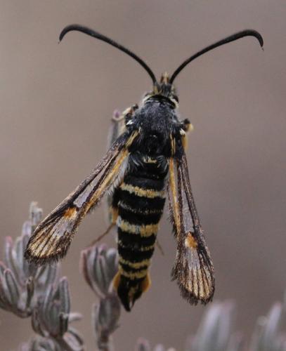 Bembecia sp.