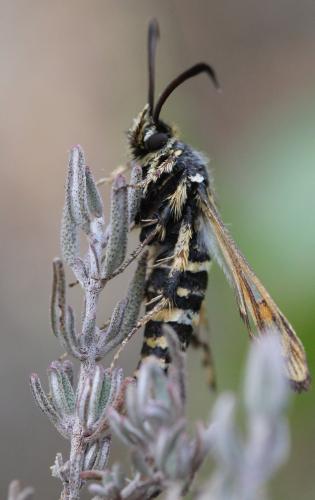 Bembecia sp.