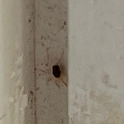 Erythracarus sp.
