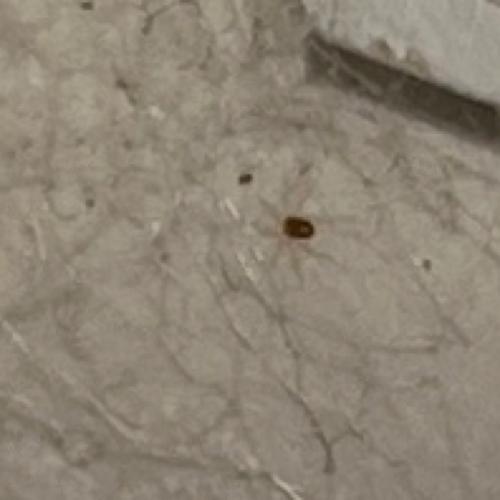Erythracarus sp.