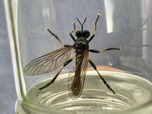 Dioctria cothurnata