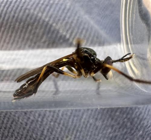 Réf. 327 716 : Dioctria cothurnata