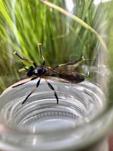 Dioctria cothurnata