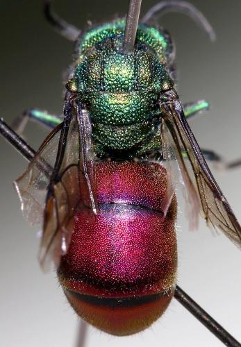 Réf. 327 818 : Chrysura hirsuta
