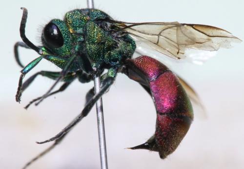 Chrysura hirsuta