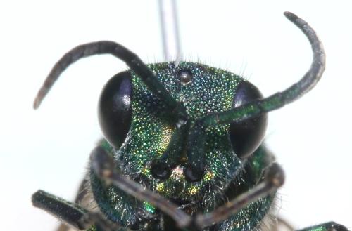 Réf. 327 819 : Chrysura hirsuta