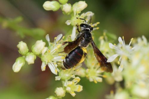 Andrena asperrima