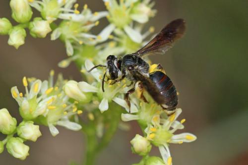Andrena asperrima