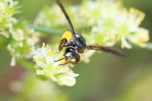Andrena asperrima