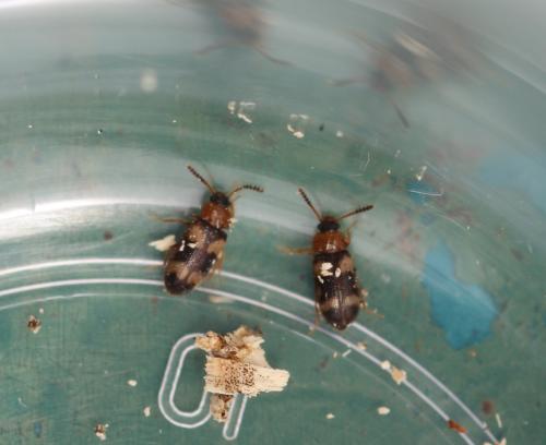 Réf. 327 009 : Mycetophagus fulvicollis