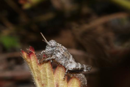 Réf. 327 992 : Oedipoda caerulescens caerulescens