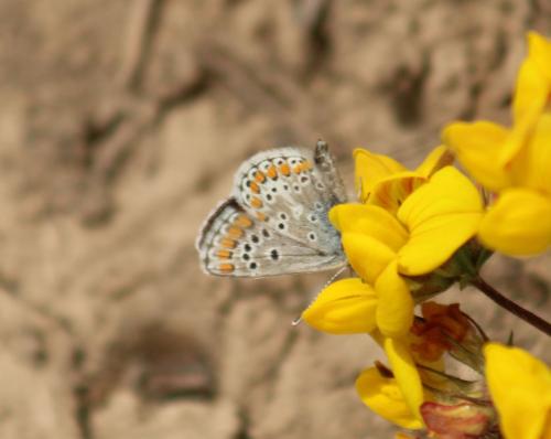 Réf. 327 066 : Aricia sp.