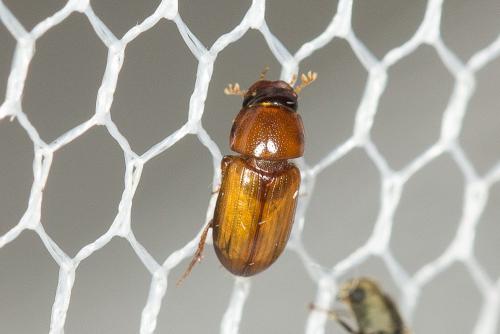 Réf. 327 041 : Subrinus sturmi