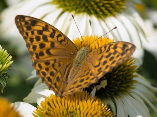 Réf. 327 037 : Argynnis paphia