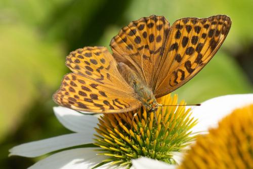 Réf. 327 038 : Argynnis paphia