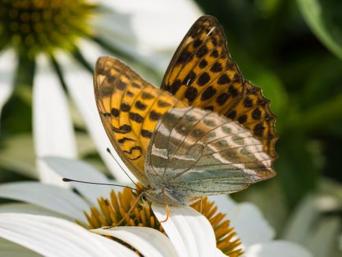 Réf. 327 039 : Argynnis paphia