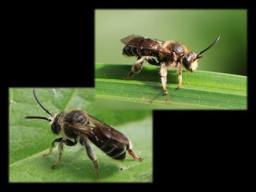 Réf. 327 152 : Macropis sp.