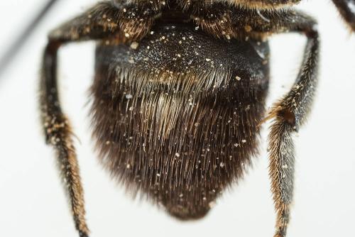 Megachile melanogaster