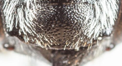 Megachile melanogaster