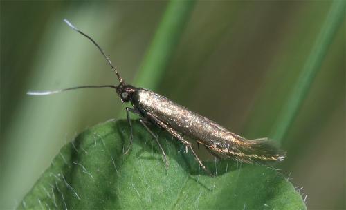 Réf. 327 198 : Coleophora sp.