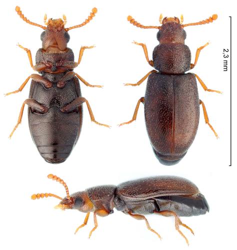 Myrmechixenus picinus