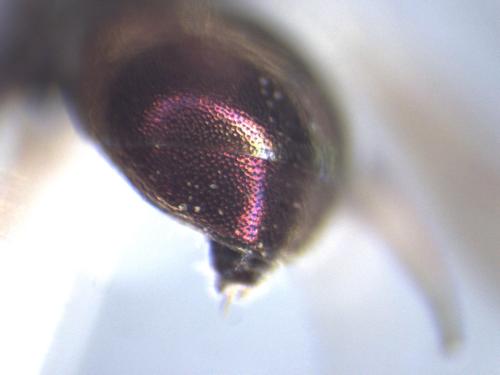 Hedychridium krajniki