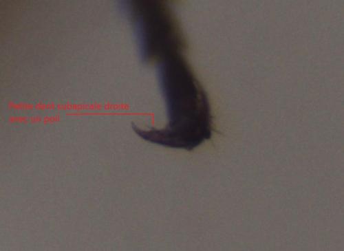 Réf. 327 807 : Hedychridium krajniki