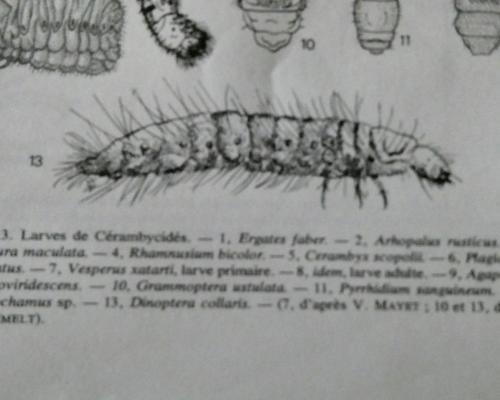 Réf. 327 551 : Dinoptera collaris