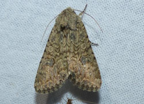 Réf. 327 687 : Anarta trifolii