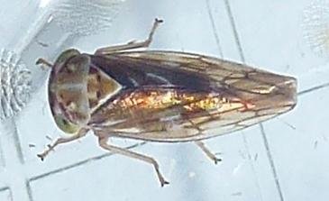 Réf. 327 136 : Tremulicerus vitreus