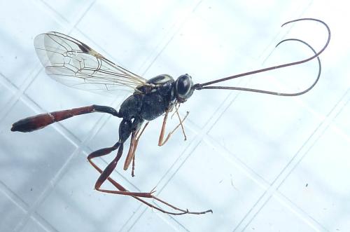 Réf. 327 813 : Lissonota sp.