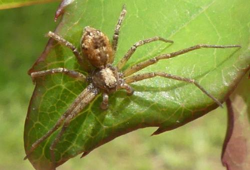 Philodromus sp.