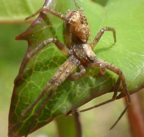 Philodromus sp.