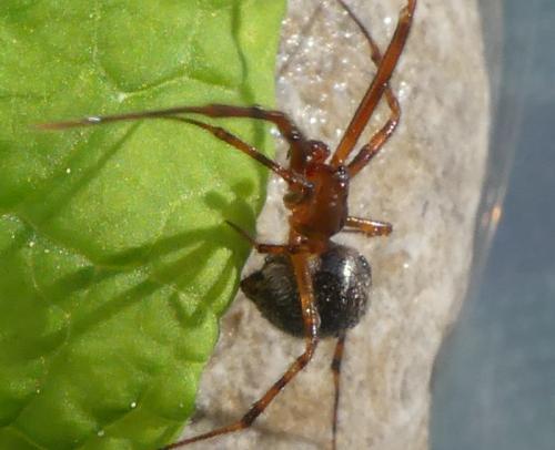 Parasteatoda tepidariorum