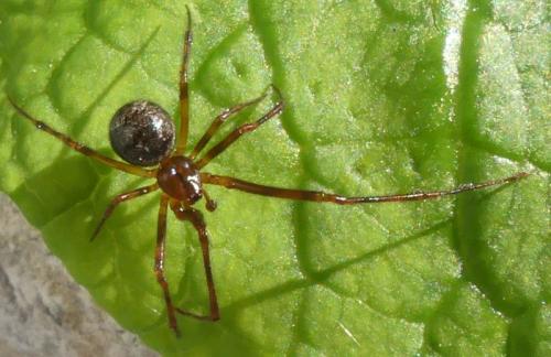Parasteatoda tepidariorum