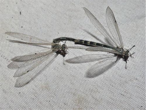 Myrmeleon inconspicuus